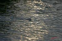 Cjp_2009_06_01_200747 (1).jpg